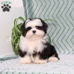 Blaire, Shih Tzu Puppy